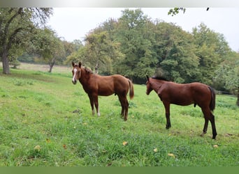 American Quarter Horse, Ogier, Źrebak (05/2025), 152 cm, Ciemnokasztanowata
