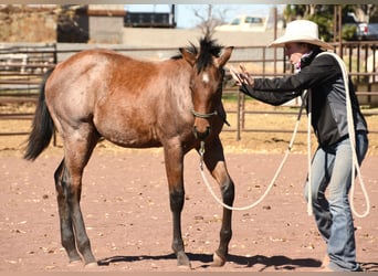 American Quarter Horse, Ogier, Źrebak (04/2023), 152 cm, Gniadodereszowata
