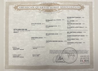 American Quarter Horse, Ogier, Źrebak (04/2023), 152 cm, Gniadodereszowata