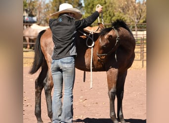 American Quarter Horse, Ogier, Źrebak (04/2023), 152 cm, Gniadodereszowata