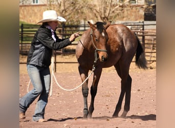 American Quarter Horse, Ogier, Źrebak (04/2023), 152 cm, Gniadodereszowata
