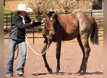 American Quarter Horse, Ogier, Źrebak (04/2023), 152 cm, Gniadodereszowata