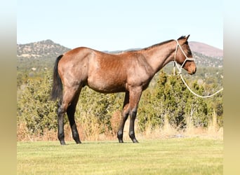 American Quarter Horse, Ogier, Źrebak (04/2023), 152 cm, Gniadodereszowata