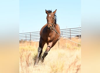 American Quarter Horse, Ogier, Źrebak (04/2023), 152 cm, Gniadodereszowata