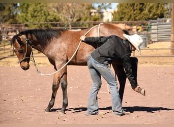American Quarter Horse, Ogier, Źrebak (04/2023), 152 cm, Gniadodereszowata