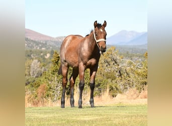 American Quarter Horse, Ogier, Źrebak (04/2023), 152 cm, Gniadodereszowata