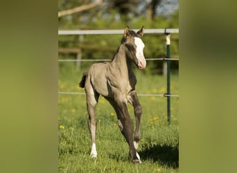 American Quarter Horse, Ogier, , 152 cm, Grullo