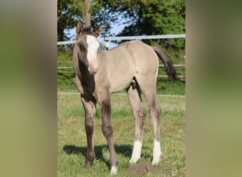 American Quarter Horse, Ogier, , 152 cm, Grullo