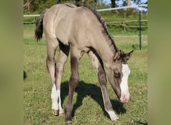 American Quarter Horse, Ogier, , 152 cm, Grullo