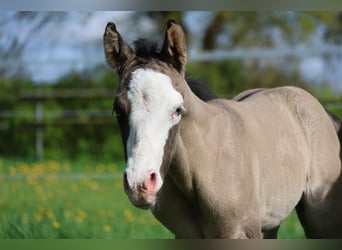American Quarter Horse, Ogier, , 152 cm, Grullo