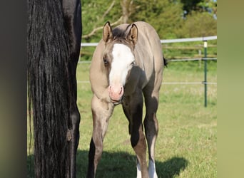 American Quarter Horse, Ogier, , 152 cm, Grullo