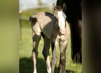 American Quarter Horse, Ogier, , 152 cm, Grullo