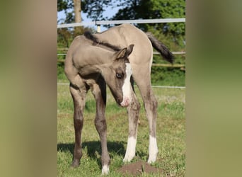 American Quarter Horse, Ogier, , 152 cm, Grullo