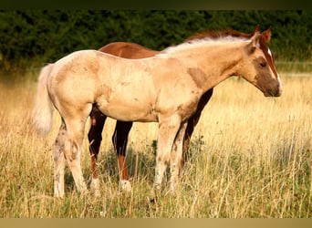 American Quarter Horse, Ogier, Źrebak (04/2026), 152 cm, Izabelowata