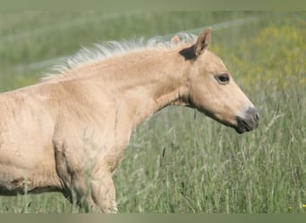 American Quarter Horse, Ogier, Źrebak (04/2026), 152 cm, Izabelowata