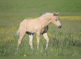 American Quarter Horse, Ogier, Źrebak (04/2026), 152 cm, Izabelowata