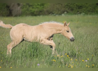American Quarter Horse, Ogier, Źrebak (04/2026), 152 cm, Izabelowata