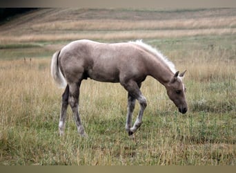 American Quarter Horse, Ogier, Źrebak (04/2026), 152 cm, Izabelowata