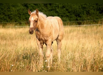 American Quarter Horse, Ogier, Źrebak (04/2026), 152 cm, Izabelowata