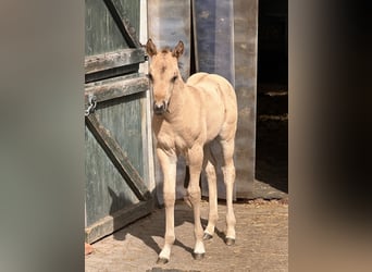 American Quarter Horse, Ogier, , 152 cm, Jelenia