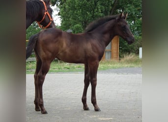 American Quarter Horse, Ogier, Źrebak (05/2025), 152 cm, Kara
