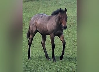 American Quarter Horse, Ogier, Źrebak (03/2026), 153 cm, Gniadodereszowata