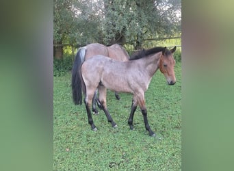 American Quarter Horse, Ogier, Źrebak (03/2026), 153 cm, Gniadodereszowata