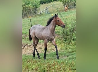 American Quarter Horse, Ogier, Źrebak (03/2026), 153 cm, Gniadodereszowata
