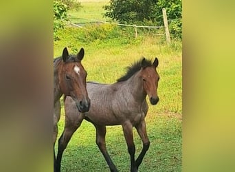 American Quarter Horse, Ogier, Źrebak (03/2026), 153 cm, Gniadodereszowata