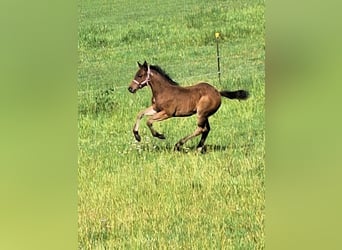 American Quarter Horse, Ogier, Źrebak (03/2026), 153 cm, Gniadodereszowata