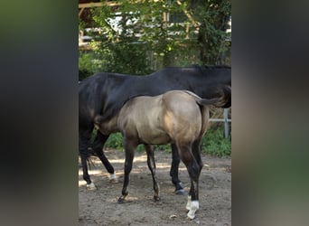 American Quarter Horse, Ogier, Źrebak (05/2023), 153 cm, Grullo