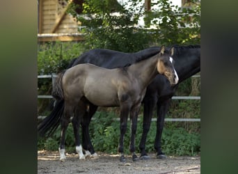 American Quarter Horse, Ogier, Źrebak (05/2023), 153 cm, Grullo