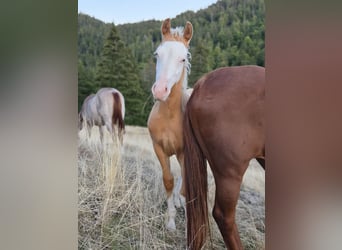 American Quarter Horse, Ogier, Źrebak (05/2026), 153 cm, Izabelowata