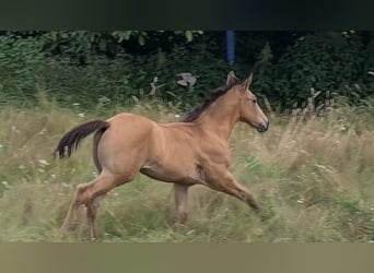 American Quarter Horse, Ogier, Źrebak (05/2024), 153 cm, Jelenia