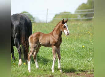 American Quarter Horse, Ogier, Źrebak (04/2025), 153 cm, Kasztanowata