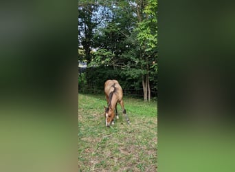 American Quarter Horse, Ogier, Źrebak (04/2024), 154 cm, Bułana