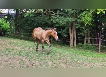 American Quarter Horse, Ogier, Źrebak (04/2024), 154 cm, Bułana