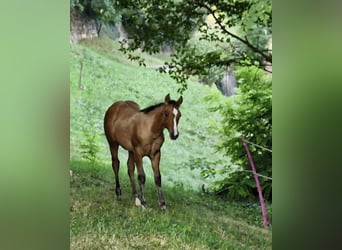 American Quarter Horse, Ogier, Źrebak (04/2024), 154 cm, Bułana