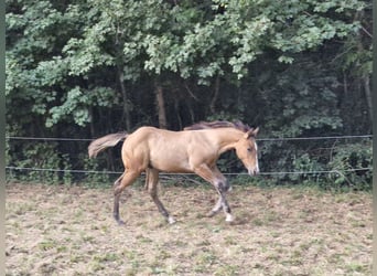 American Quarter Horse, Ogier, Źrebak (04/2024), 154 cm, Bułana