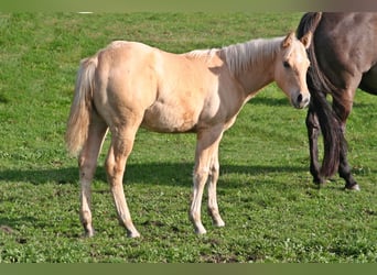 American Quarter Horse, Ogier, Źrebak (03/2026), 154 cm, Dunalino