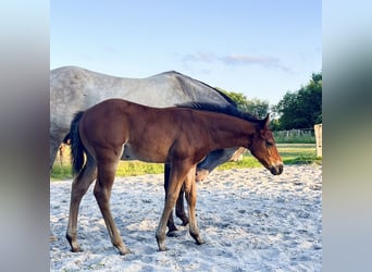 American Quarter Horse, Ogier, Źrebak (06/2026), 154 cm, Gniada