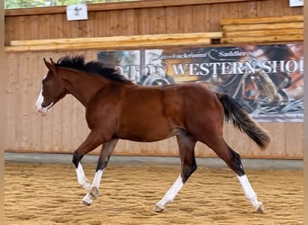American Quarter Horse, Ogier, Źrebak (02/2026), 154 cm, Gniada