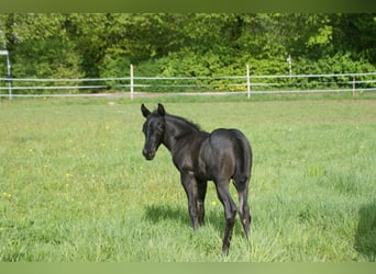 American Quarter Horse, Ogier, , 154 cm, Karodereszowata