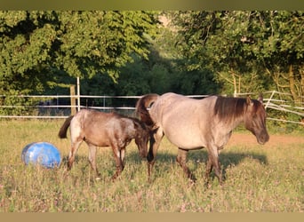 American Quarter Horse, Ogier, Źrebak (04/2025), 154 cm, Karodereszowata