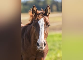 American Quarter Horse, Ogier, Źrebak (04/2026), 155 cm, Ciemnokasztanowata