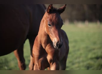 American Quarter Horse, Ogier, , 155 cm, Gniada