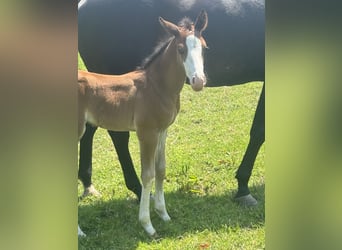 American Quarter Horse, Ogier, , 155 cm, Gniada