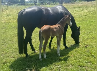 American Quarter Horse, Ogier, , 155 cm, Gniada