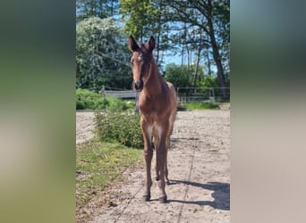 American Quarter Horse, Ogier, , 155 cm, Gniadodereszowata