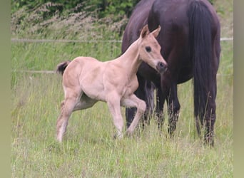 American Quarter Horse, Ogier, Źrebak (05/2024), 155 cm, Grullo